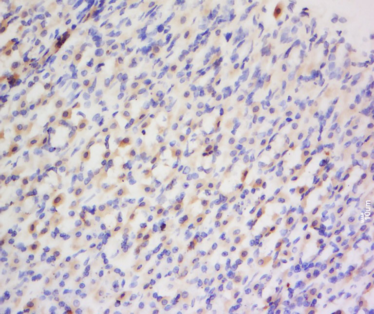 Anti-Endothelin-1/EDN1 Polyclonal Antibody