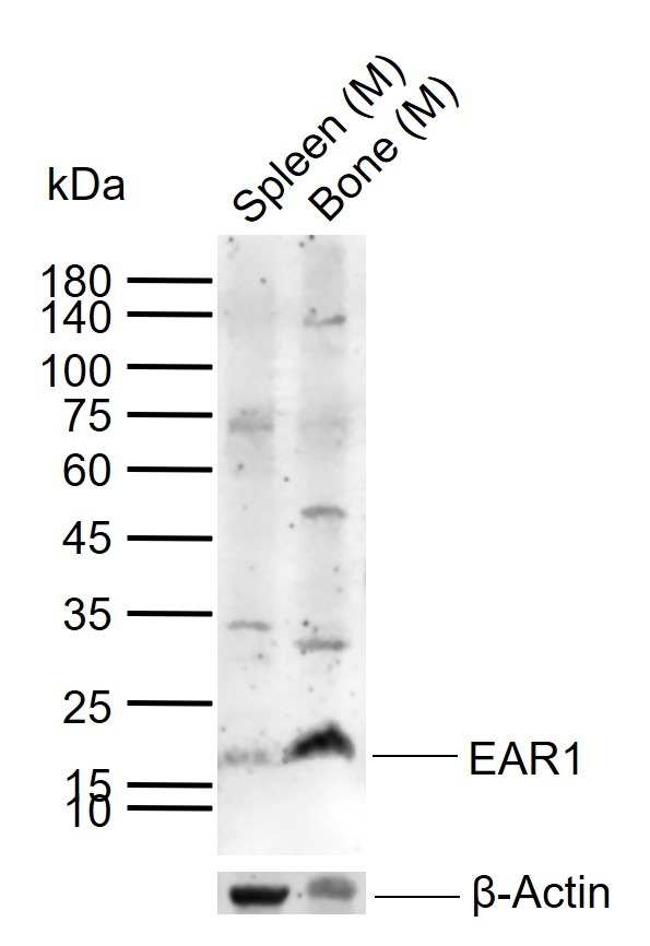 Anti-EAR1 Polyclonal Antibody