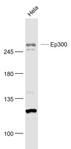 Anti-EP300 Polyclonal Antibody