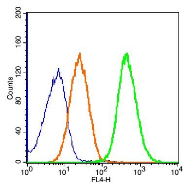 Anti-Engrailed 1 Polyclonal Antibody