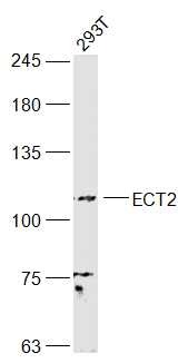 Anti-ECT2 Polyclonal Antibody
