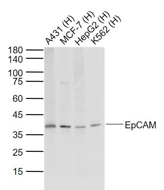 Anti-EpCAM Polyclonal Antibody 2