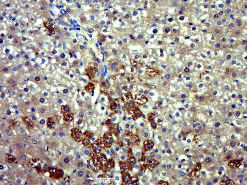 Anti-eNOS Polyclonal Antibody 2