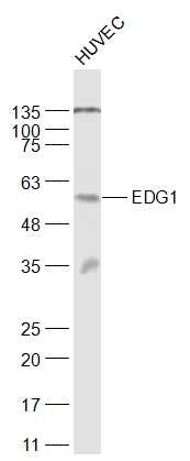 Anti-EDG1 Polyclonal Antibody