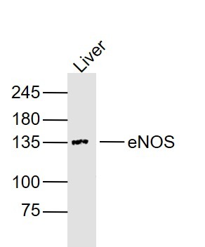 Anti-eNOS Antibody (6A162)