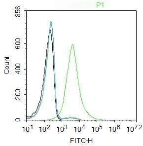 Anti-EpCAM Polyclonal Antibody 2