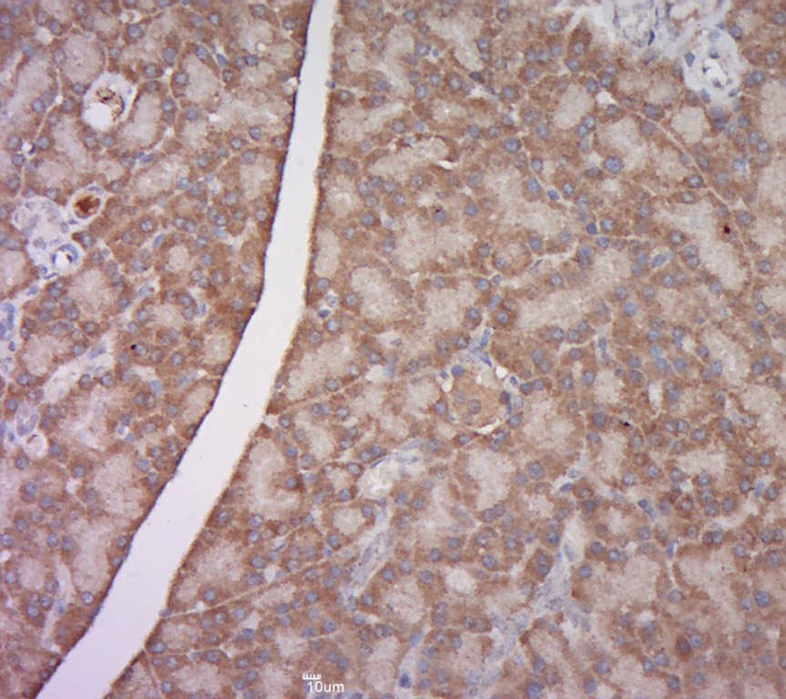 Anti-EAR1 Polyclonal Antibody