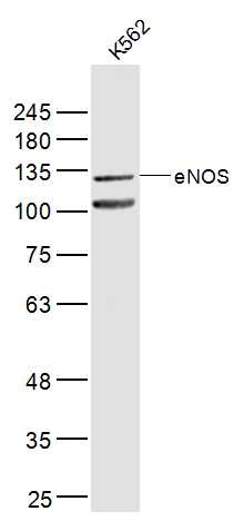 Anti-eNOS Polyclonal Antibody 2