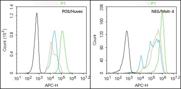 Anti-EGFR Polyclonal Antibody