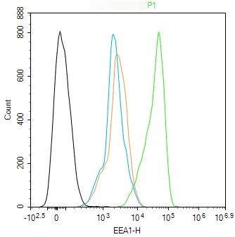 Anti-EEA1 Polyclonal Antibody