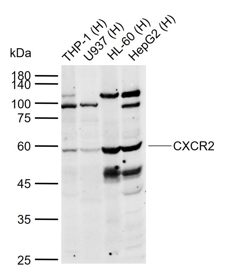 Anti-CXCR2 Polyclonal Antibody 2