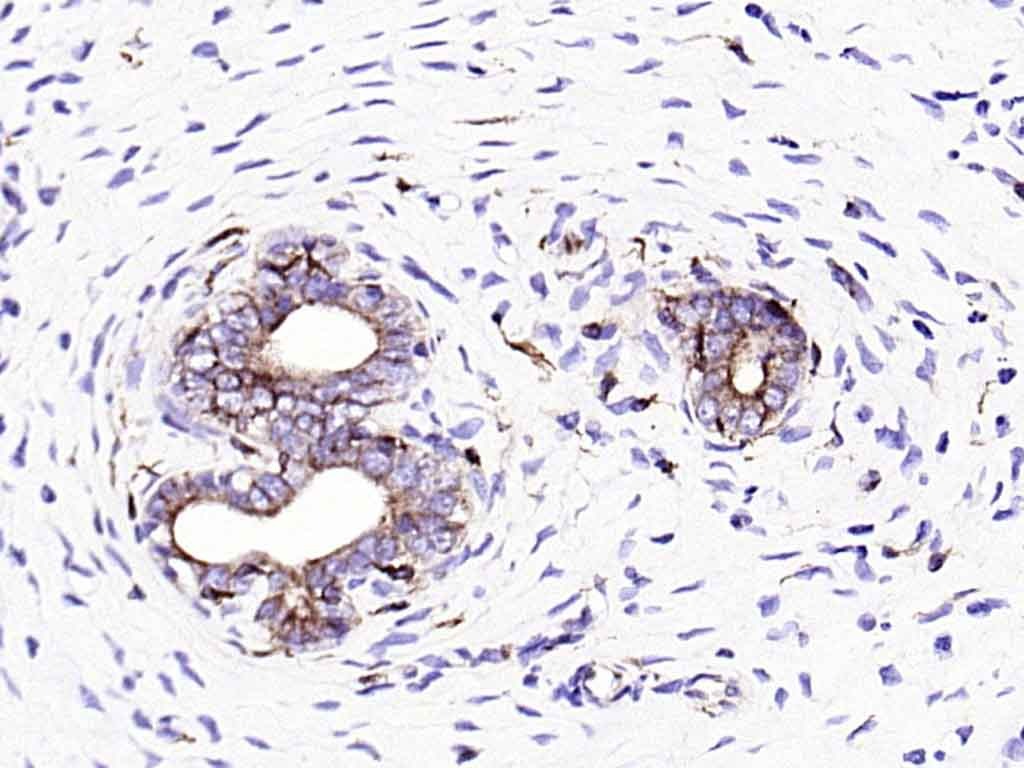 Anti-Ephrin B2/EFNB2 Antibody (6Q379)