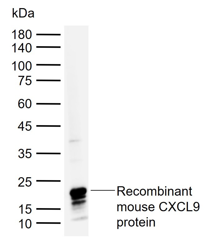 Anti-CXCL9 Polyclonal Antibody
