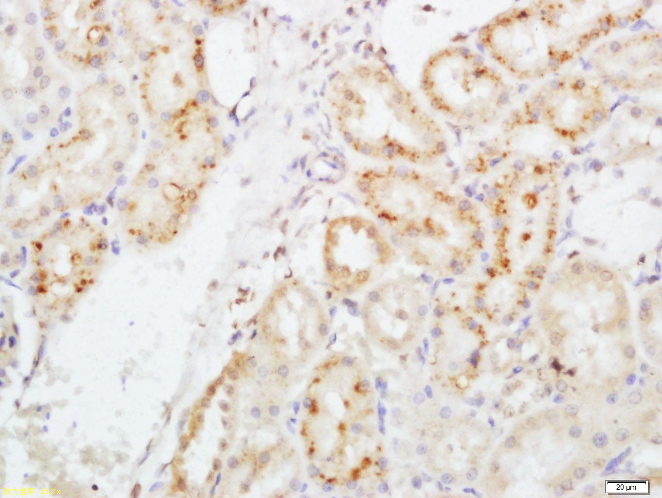 Anti-EPO/Erythropoietin Polyclonal Antibody