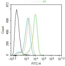 Anti-EGFR Polyclonal Antibody 2