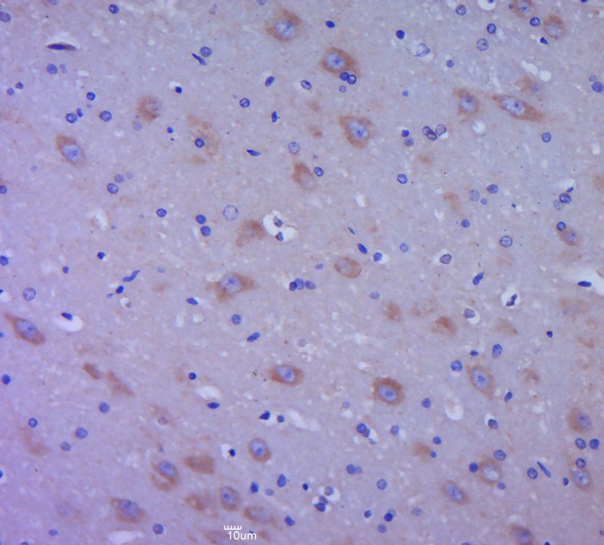 Anti-EGF Polyclonal Antibody 2