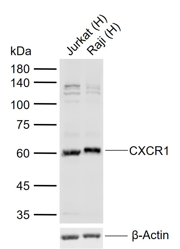 Anti-CXCR1 Polyclonal Antibody