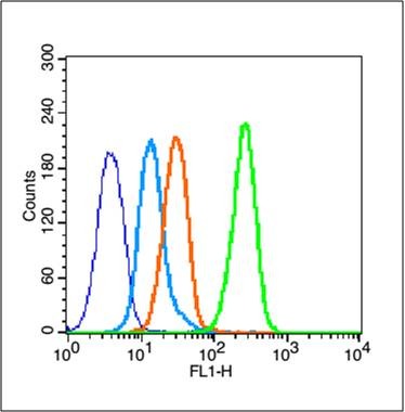Anti-ER alpha Polyclonal Antibody 2