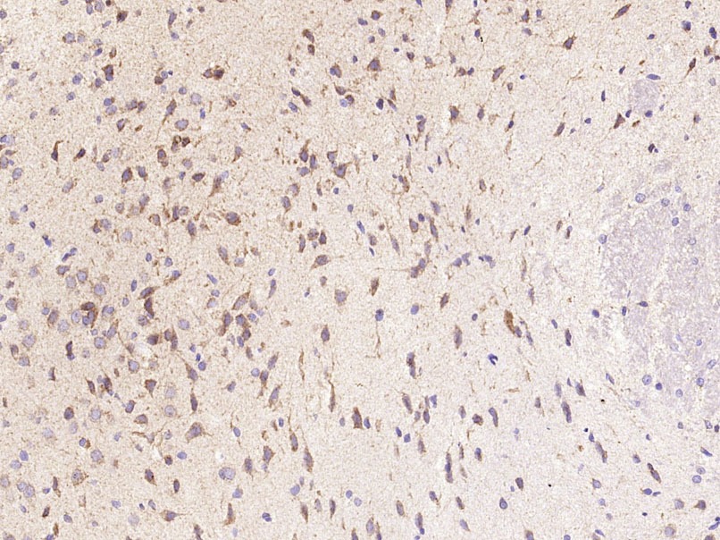 Anti-CXCL5 Polyclonal Antibody