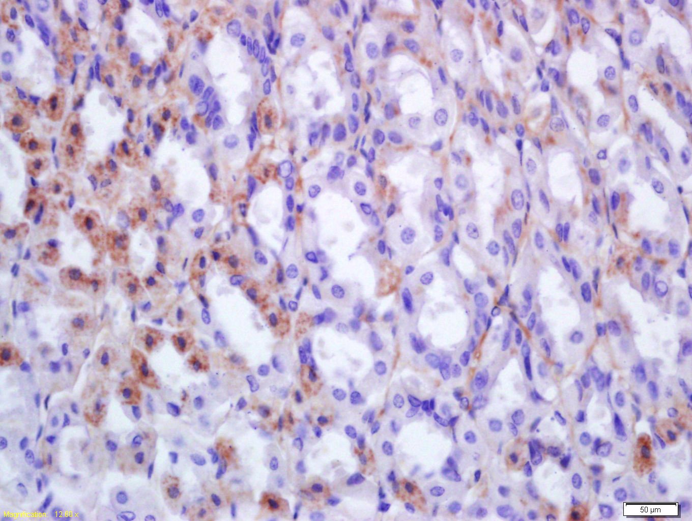 Anti-EPX Polyclonal Antibody
