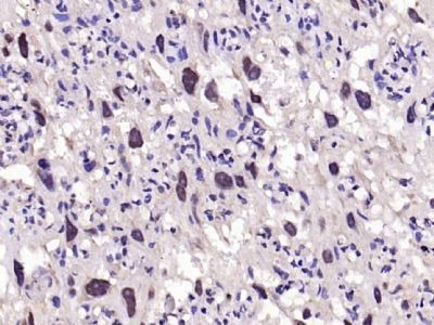 Anti-EGFR Polyclonal Antibody