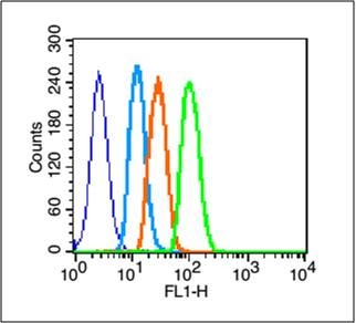 Anti-EGFR Polyclonal Antibody