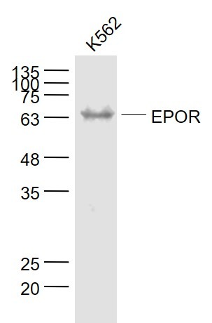 Anti-EPOR Polyclonal Antibody