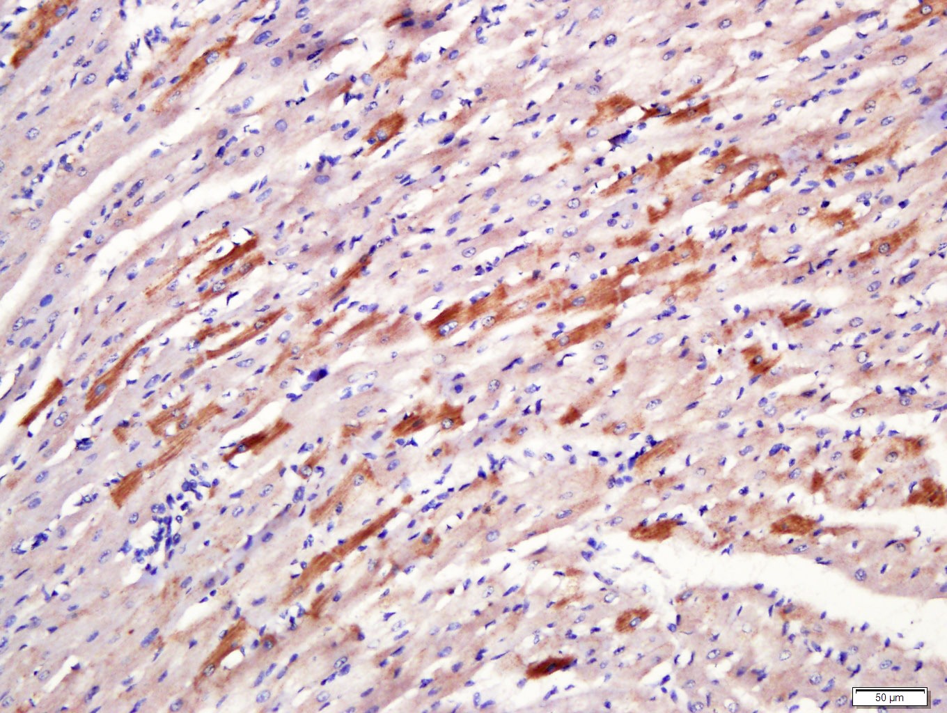 Anti-DMT1 Polyclonal Antibody