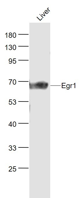 Anti-EGR1 Polyclonal Antibody