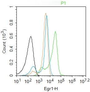 Anti-EGR1 Polyclonal Antibody