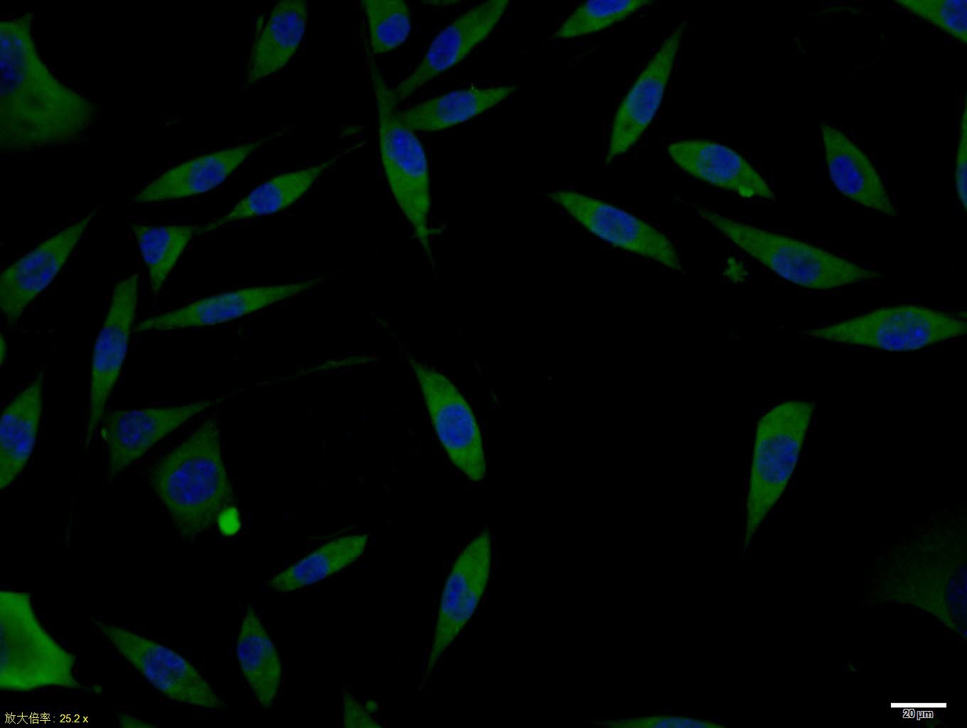 Anti-Doublecortin/DCX Polyclonal Antibody