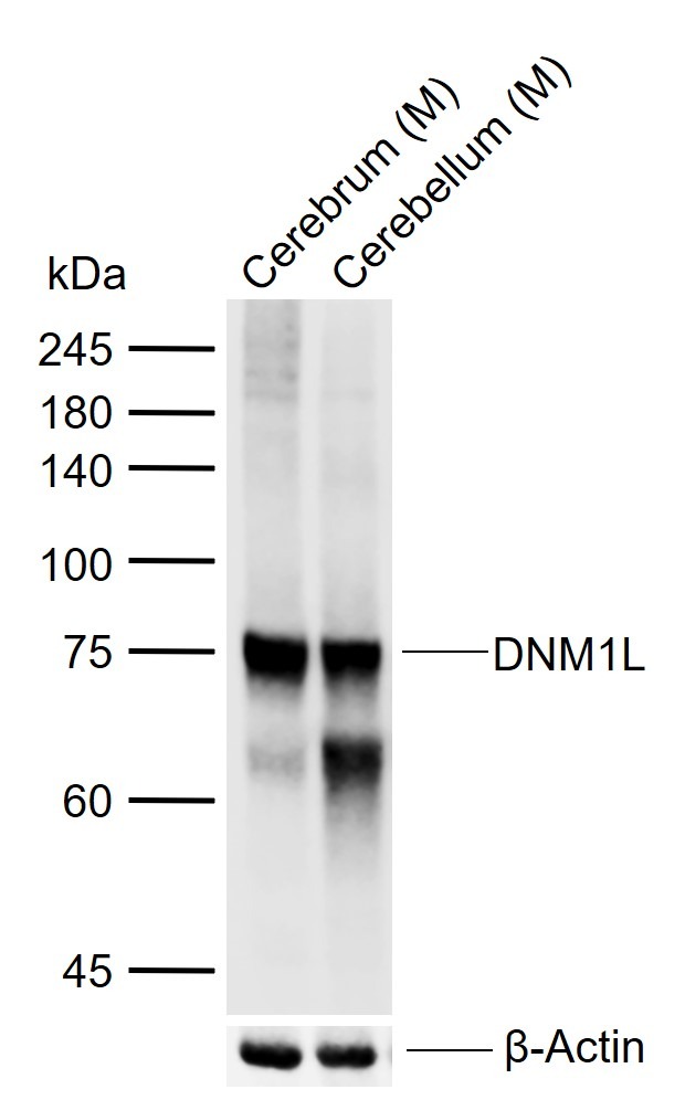 Anti-DNM1L Polyclonal Antibody