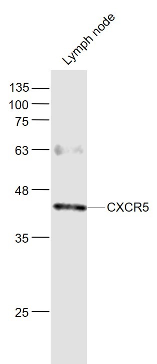 Anti-CXCR5 Polyclonal Antibody