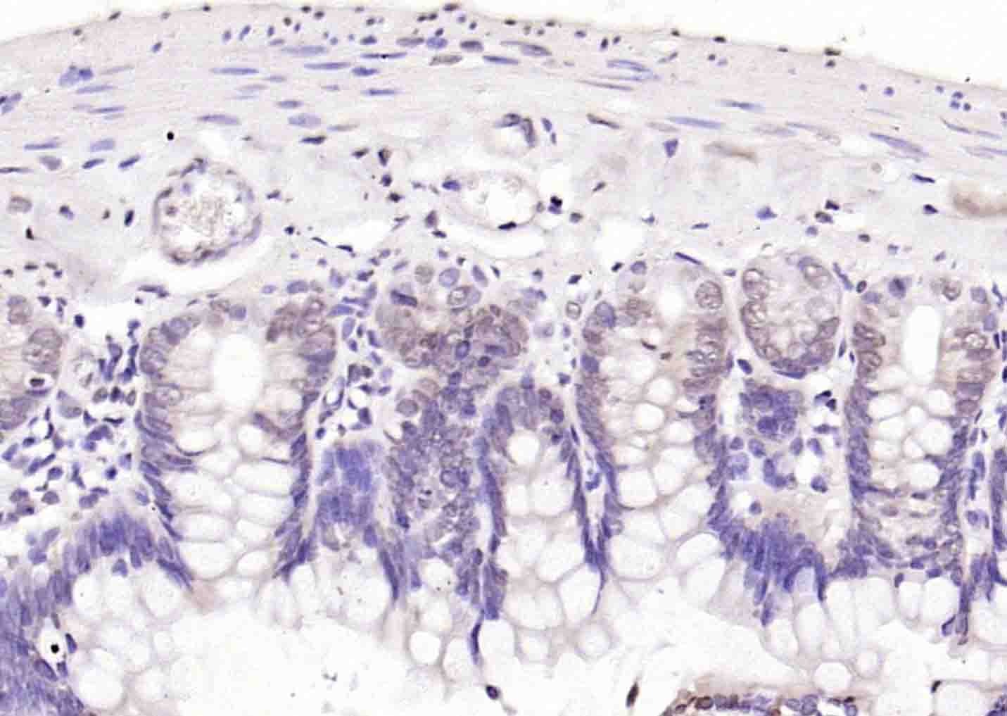 Anti-DNase I Polyclonal Antibody