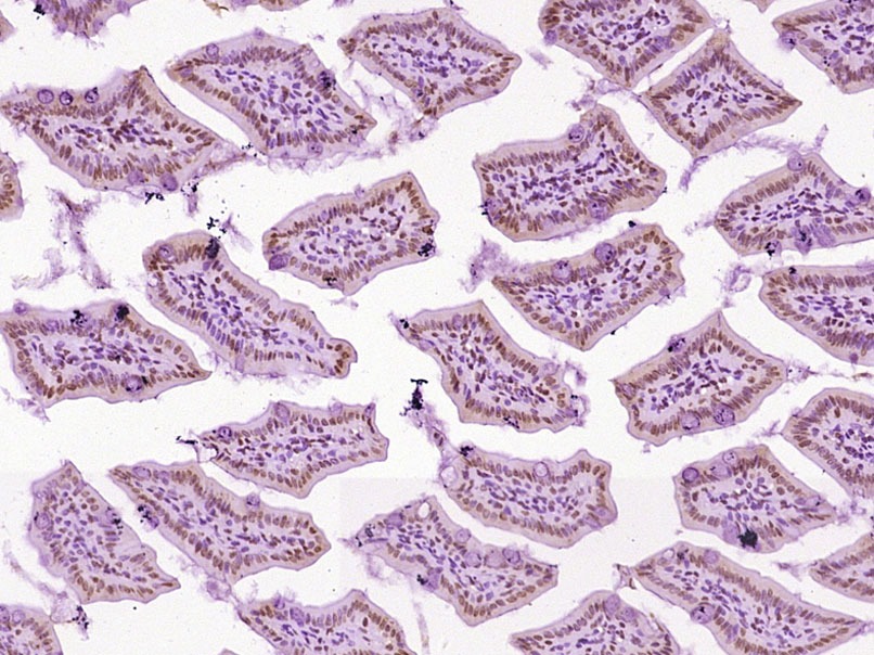 Anti-EGR3 Polyclonal Antibody