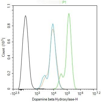 Anti-Dopamine beta-Hydroxylase Polyclonal Antibody