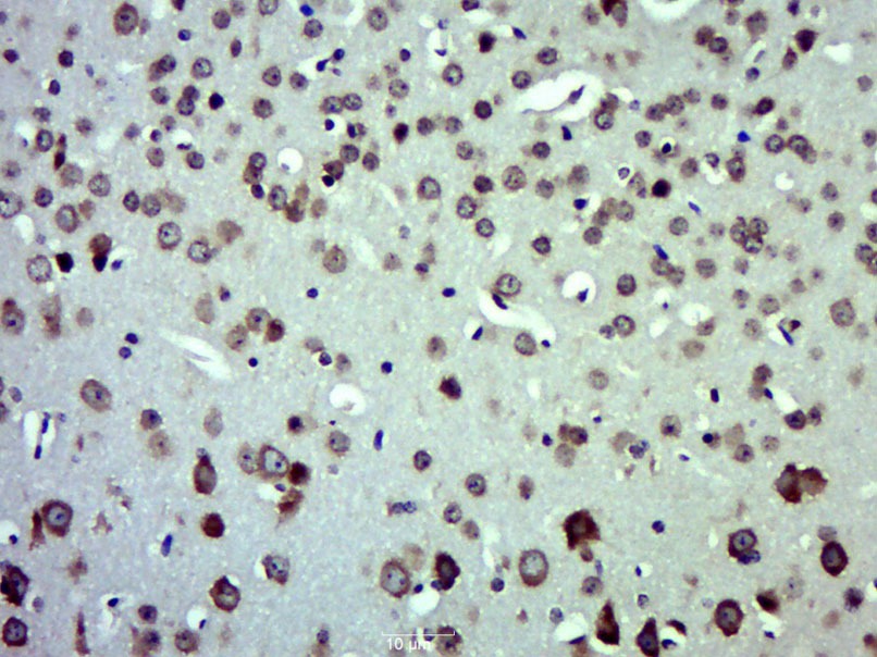 Anti-CXCL11 Polyclonal Antibody