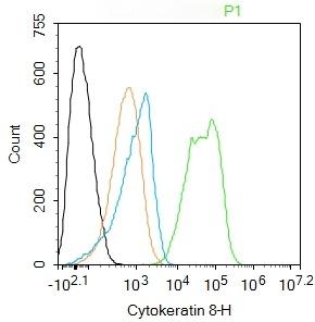 Anti-Cytokeratin 8 Antibody (5G219)