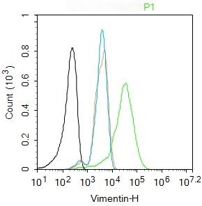 Anti-Vimentin Antibody (3C354)