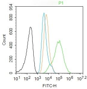 Anti-Vimentin Polyclonal Antibody