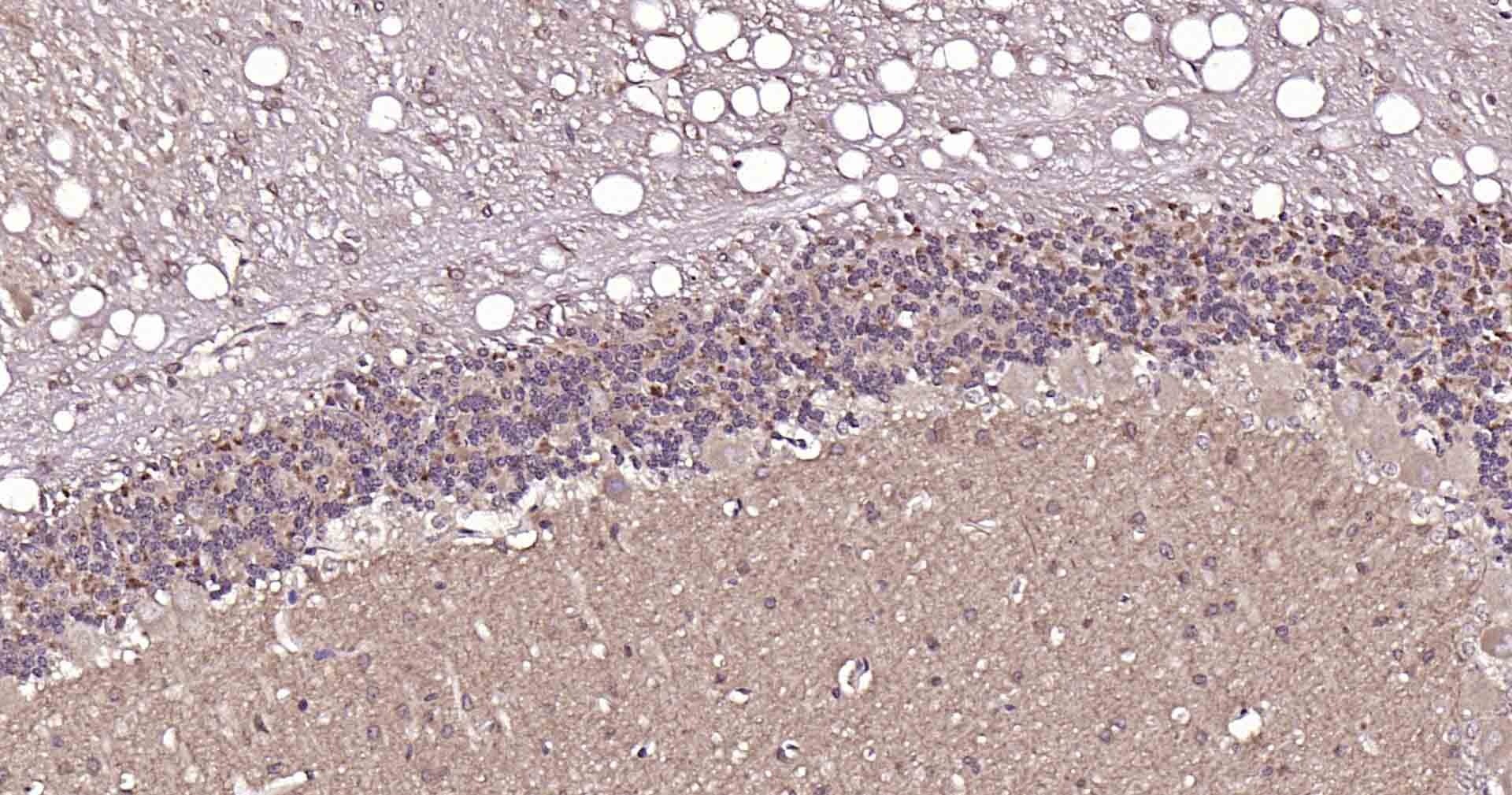 Anti-VGLUT1/BNP1 Polyclonal Antibody