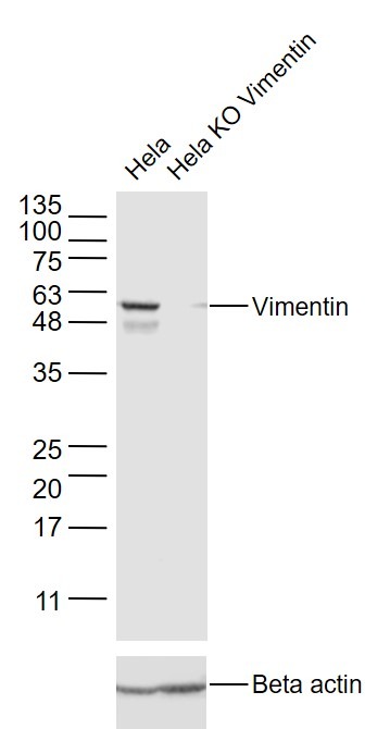 Anti-Vimentin Polyclonal Antibody