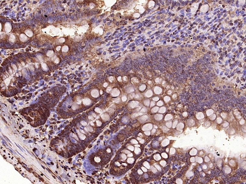 Anti-VEGFC Polyclonal Antibody