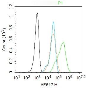 Anti-VEGFC Polyclonal Antibody