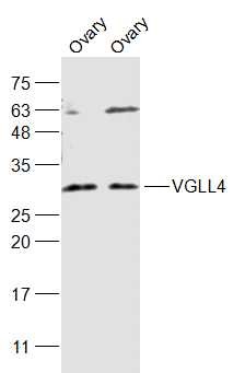 Anti-VGLL4 Polyclonal Antibody