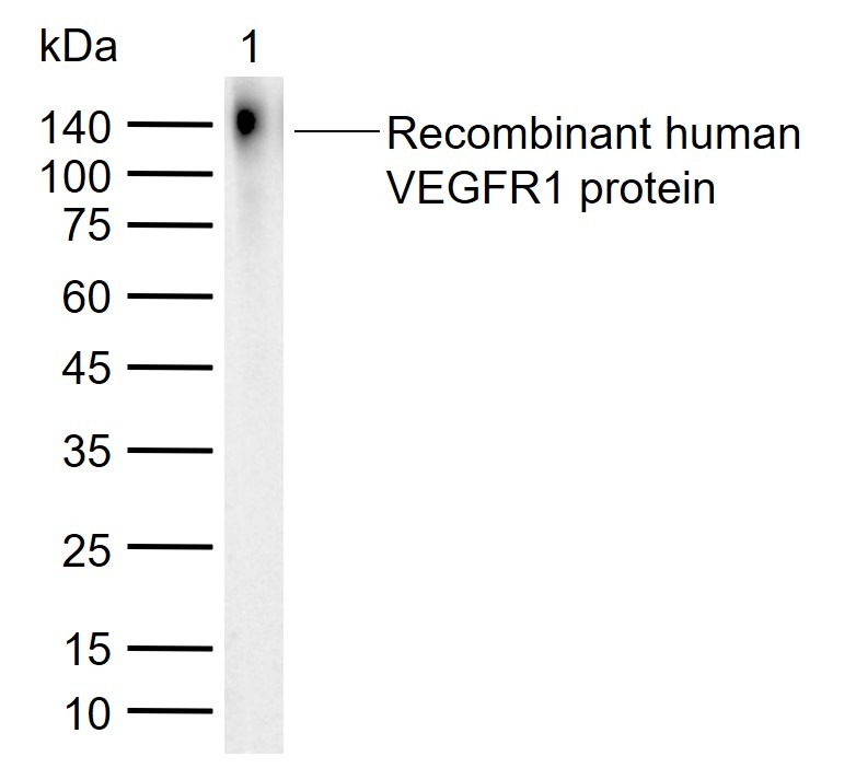 Anti-VEGFR1/FLT-1 Polyclonal Antibody