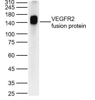 Anti-VEGFR2/KDR Polyclonal Antibody 2
