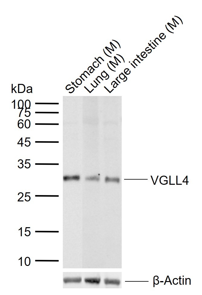 Anti-VGLL4 Polyclonal Antibody