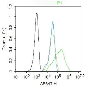 Anti-Wnt5a Polyclonal Antibody
