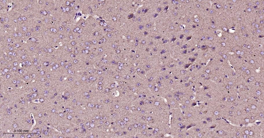 VDAC1 Mitochondrial Loading Control Antibody (5D173)